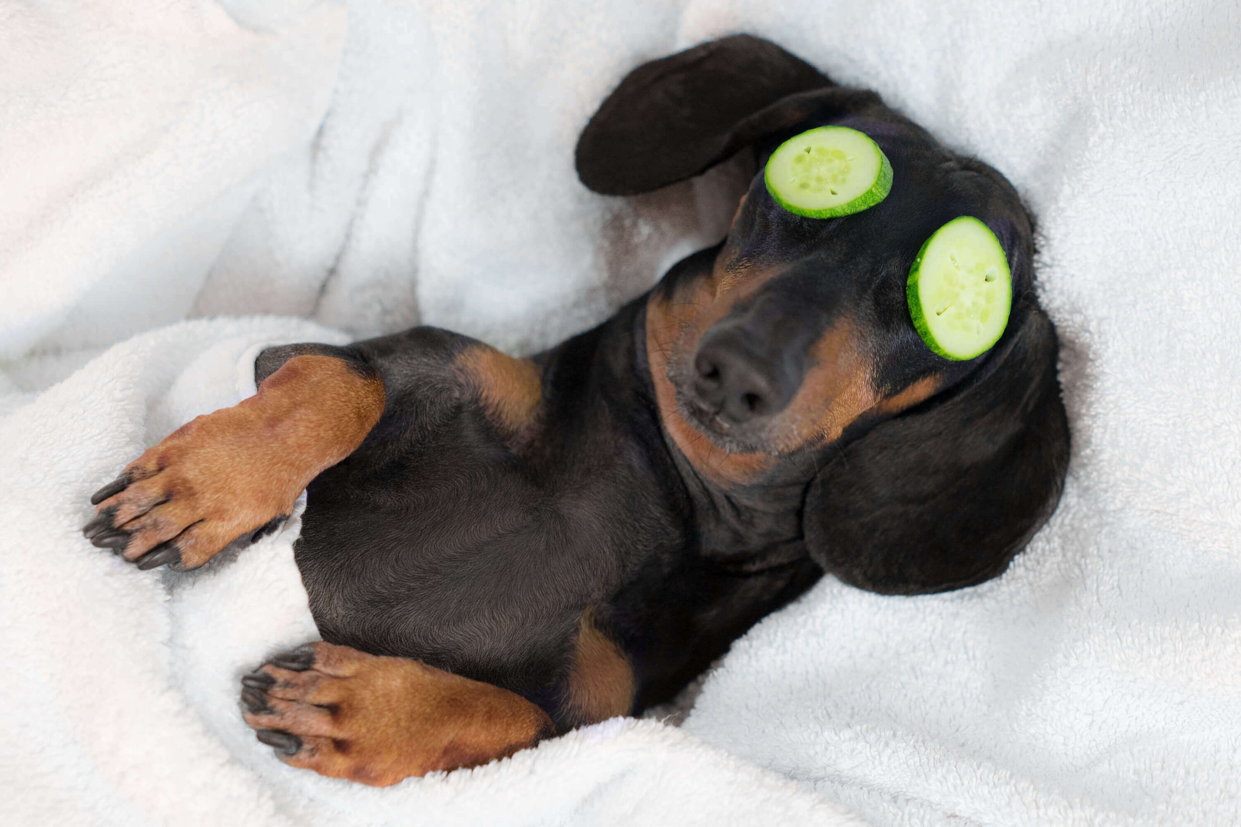 dog+spa our mobile pet grooming includes every aspect of animal care, dogspa