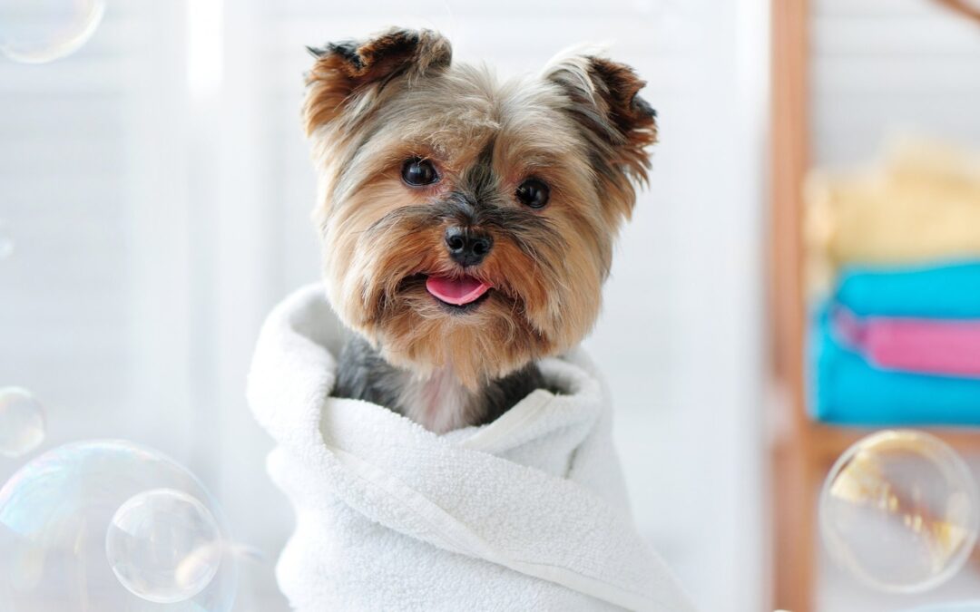 How to Keep Your Dog Healthy