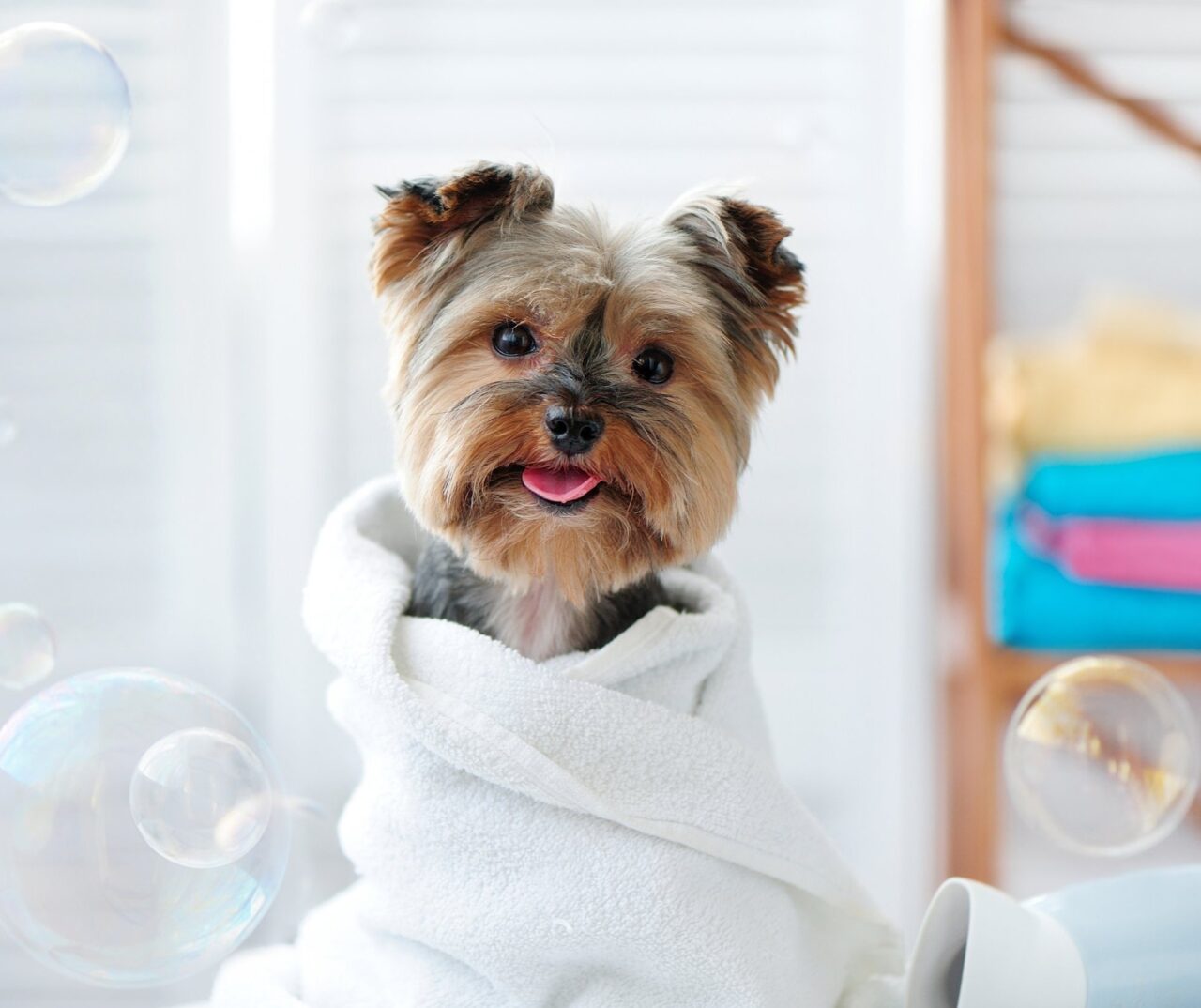 View of Mobile Dog Grooming near you | Wow! My Dog
