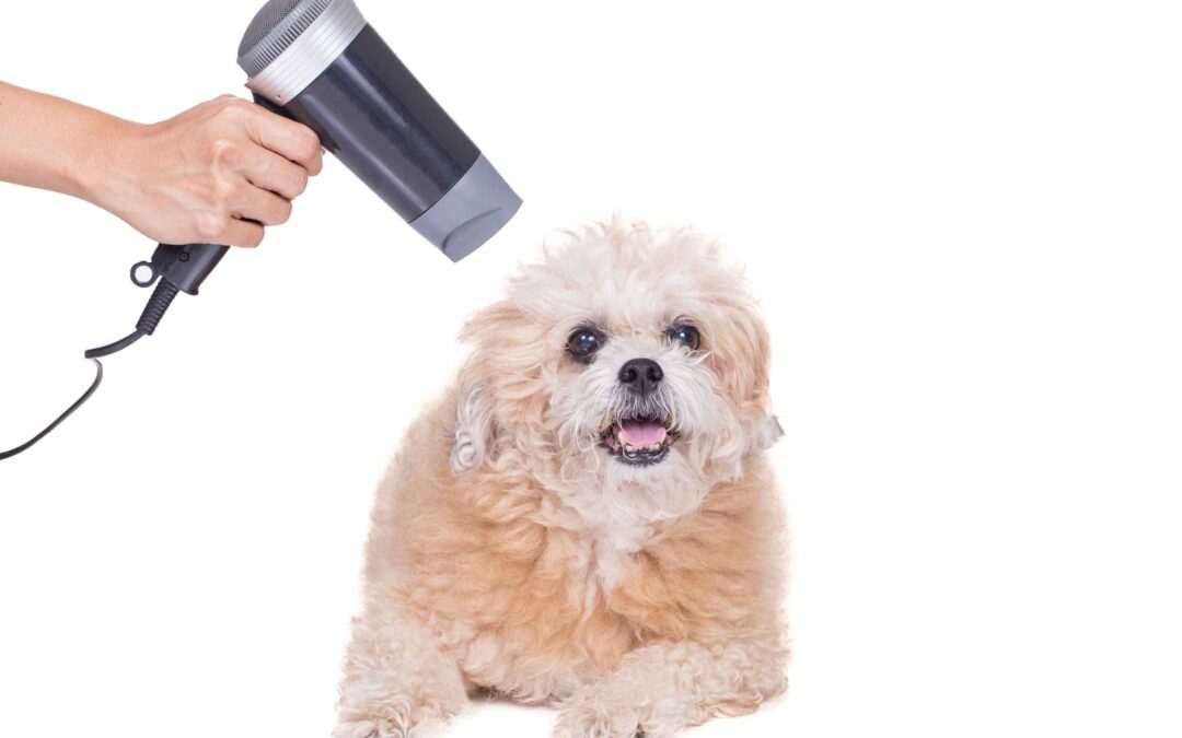Key to a Successful Pet Blow Dry
