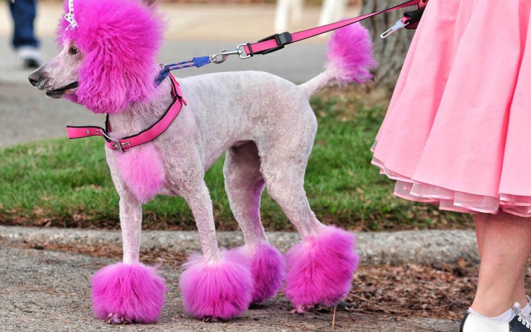 What to Consider About Pet Hair Dye